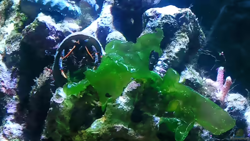 Algen 15.03.12 von Dirk Schäfer (13)