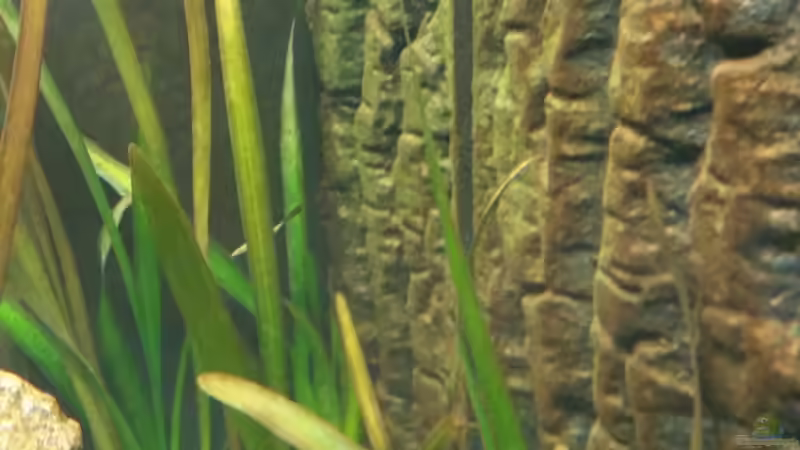 Algen auf der Rückwand von Gunnar2060 (45)