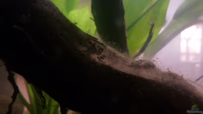 Algen auf Wurzel von JohannesDD (23)