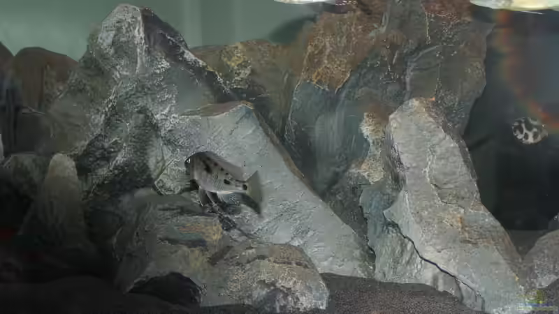 Algen beginnen sich zu bilden auf den Steinen von Swenni (4)