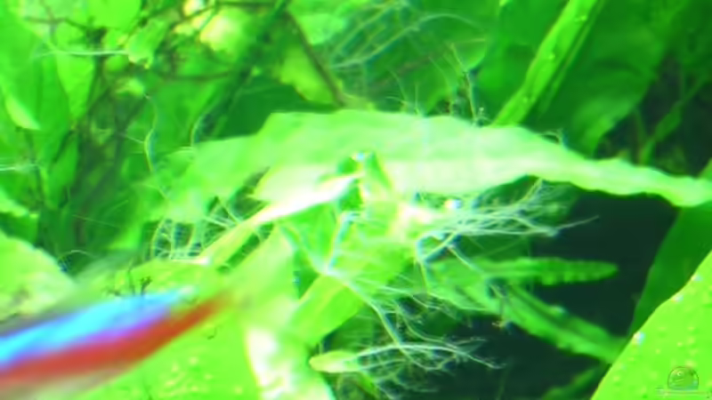 Algen-bekämpfungs-Tagebuch