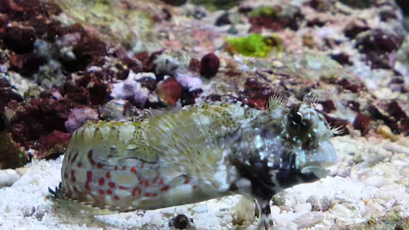 Aquarien mit Salarias fasciatus (Juwelen-Felshüpfer)