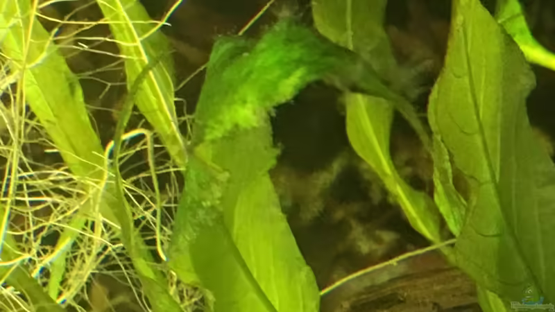 Algen dez 17 von Ceylon (34)