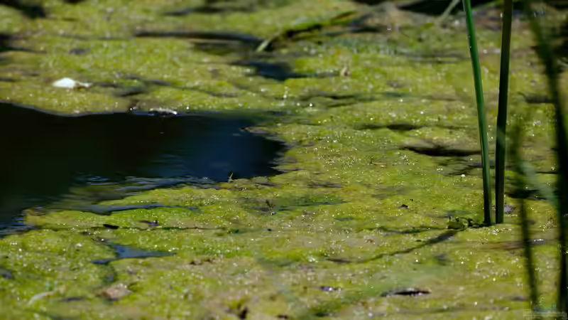 Algen im Teich bekämpfen oder das Problem verschärfen?