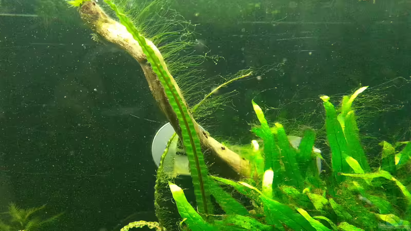 Algen von Aniram (34)