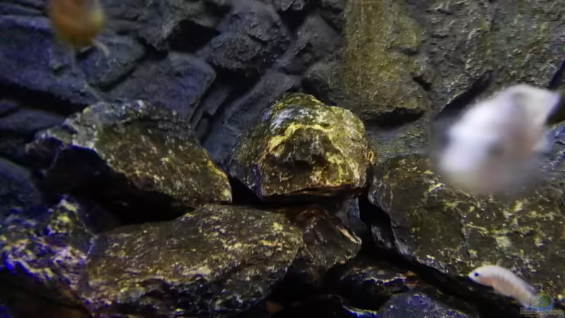 Algen von Max V. (3)