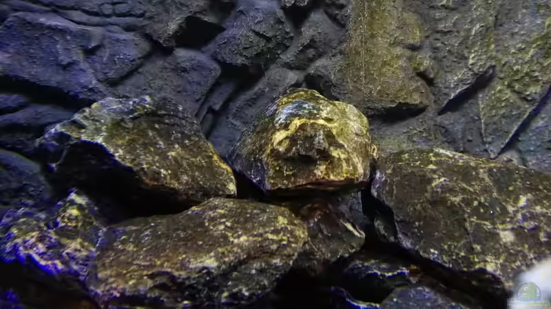 Algen von Max V. (4)