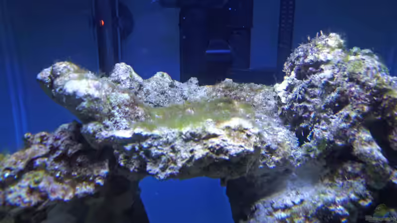 Algen von Summse (10)