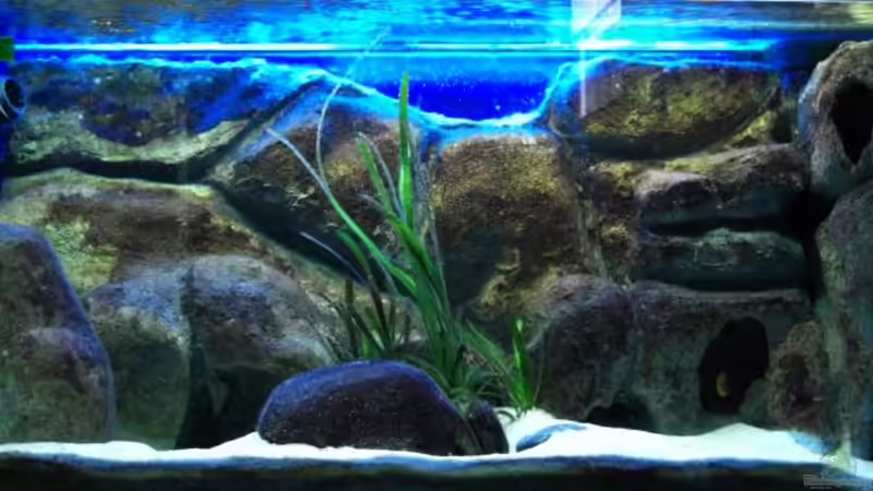 Algen werden dunkler von jankov (9)