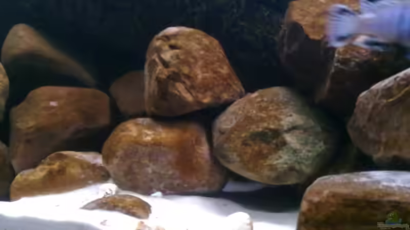 Algen Züchtung von Robert Verhülsdonk (12)