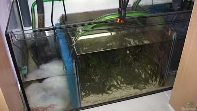 Algenabteilung im Technikbecken von Petra Kallmeyer (15)