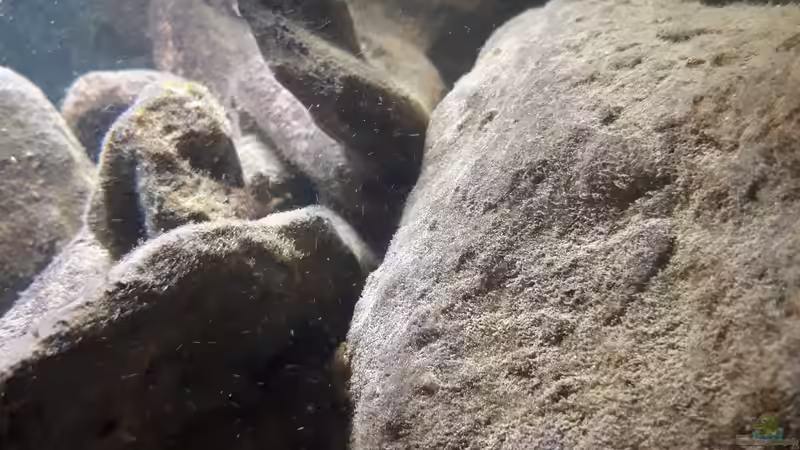 Algenaufwuchs von Miketsch (10)