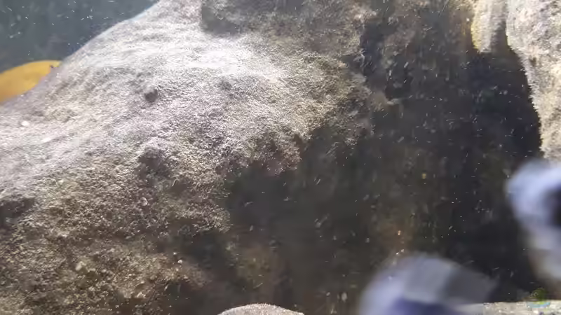 Algenaufwuchs von Miketsch (11)