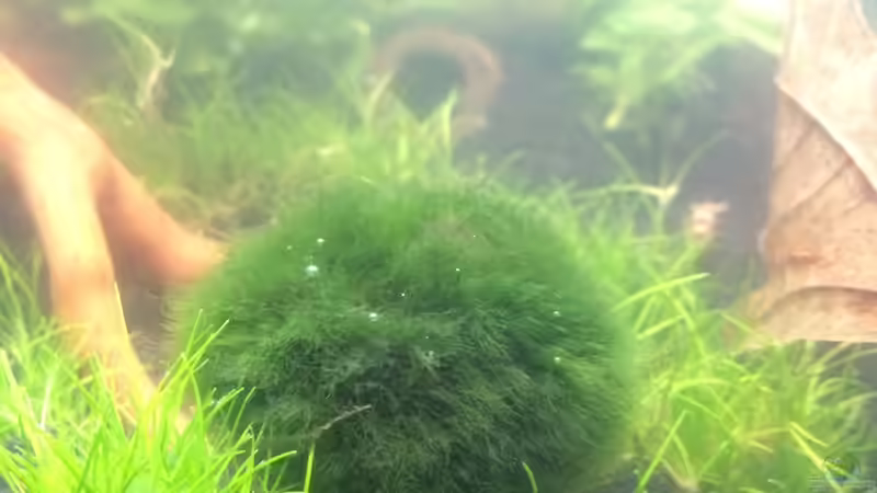 Algenbällchen von Lennart (5)