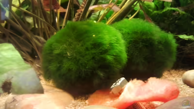 Algenball an der Paprikafutterstelle von Zebraschecke (10)