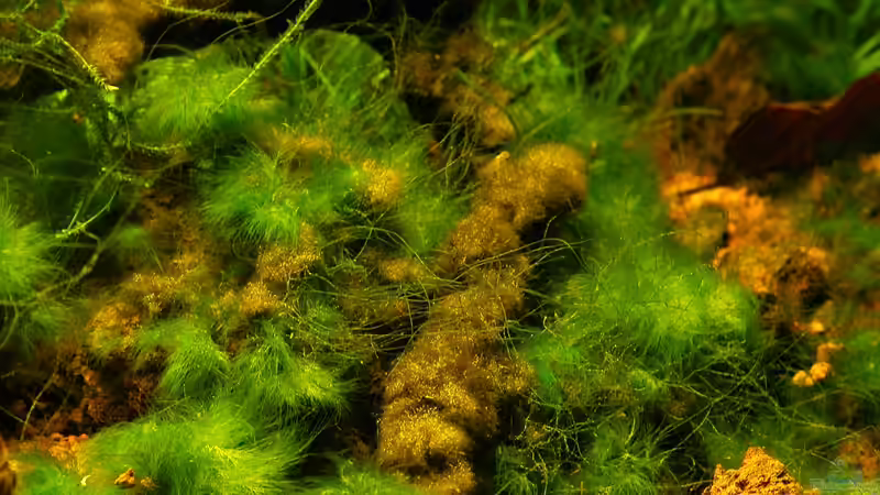 Algenbewuchs der Lavasteine - 25.10.2011 von bergfrau (31)