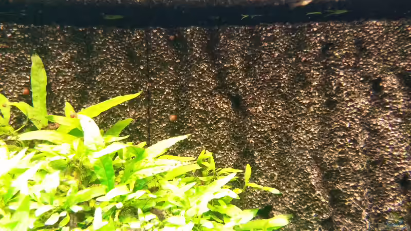 Algenfreie Rückwand ... nach 4 Jahren des Kampfes von Ferbi (23)