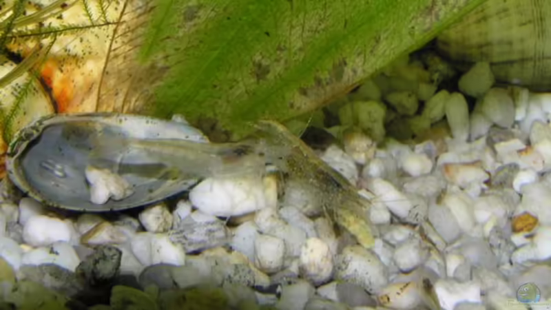 Algengarnele mit Nachwuchs (rechts unten) und eine andere Garnele (?) von Lena Sebastian (4)