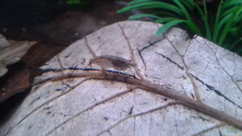 Algengarnele von Bully-1999 (6)