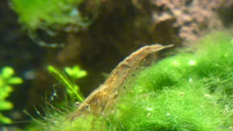 Algengarnele von Jens Hug (15)