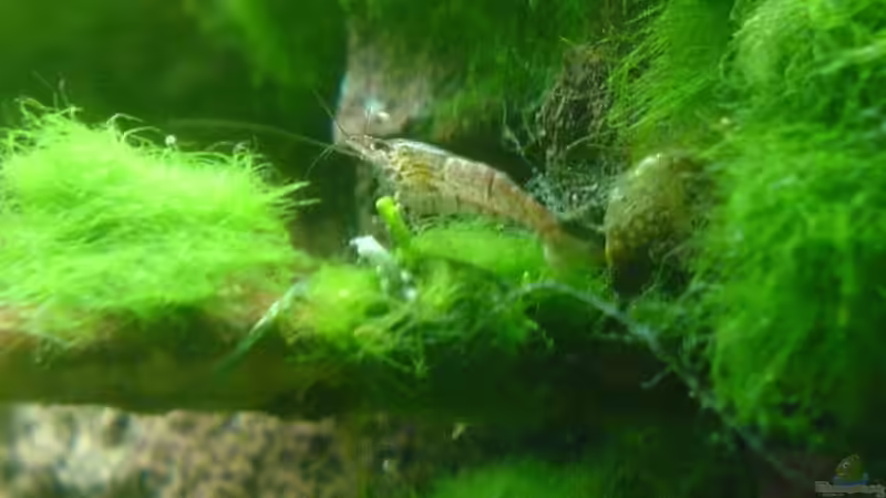 Algengarnele von Jens Hug (18)