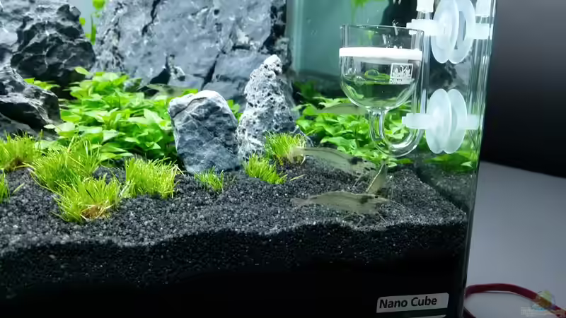 Algengarnele XXL von Kai-Uwe M (30)