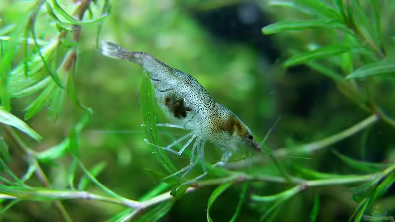 Neocaridina davidi im Aquarium (Einrichtungsbeispiele für Rückenstrichgarnelen)