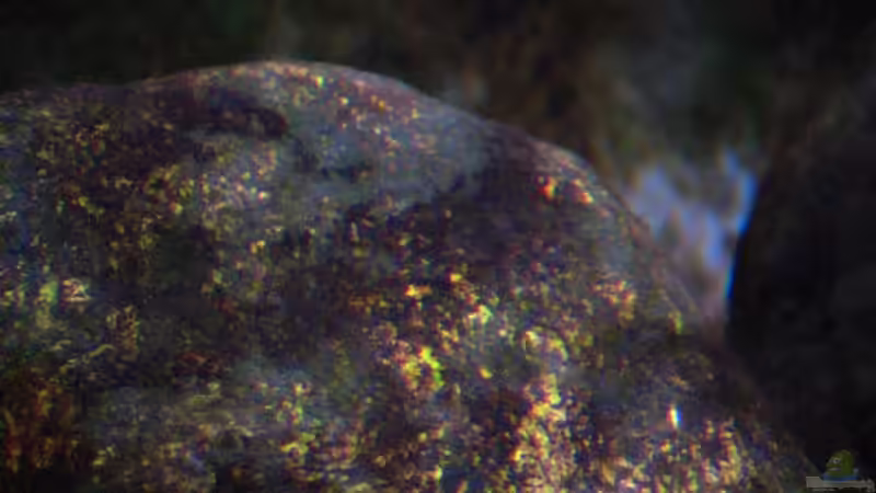 Algenkolonien von Tilo Schmiedl (10)