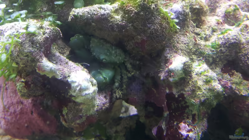 algenkrabbe von slobe (76)