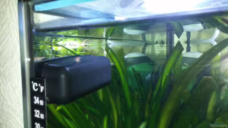 Algenkratzer u. Thermometer  von Miss Kasimir (33)