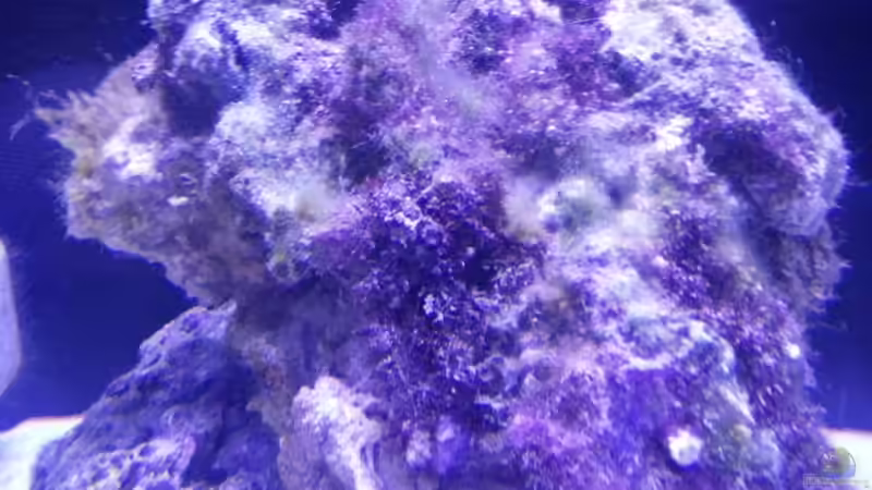 Algenphase von Mathias Schlett (2)