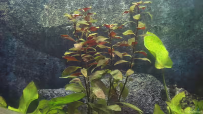 Algenplage die zweite! von Obsera (4)