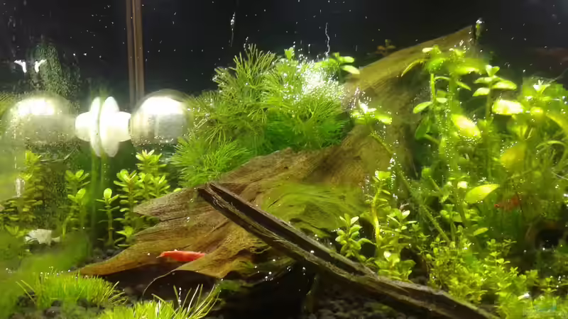 Algenplage in Folge von ??berdüngung, 27.03.16 von Kai M (5)