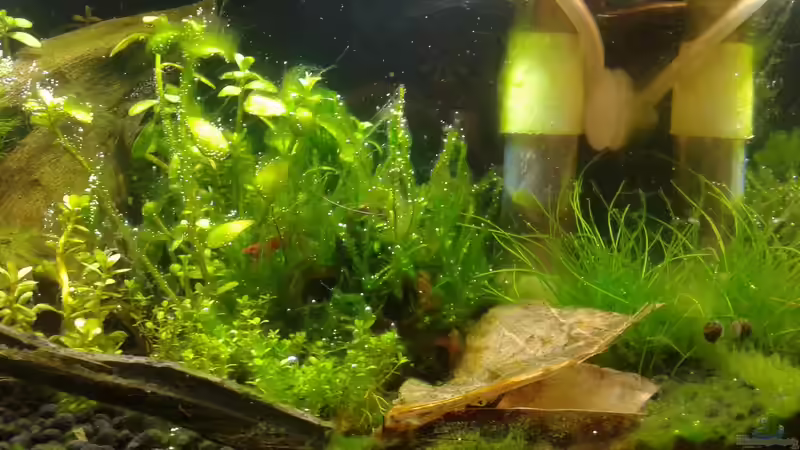 Algenplage in Folge von ??berdüngung, 27.03.16 von Kai M (6)