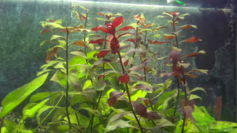 Algenplage von Obsera (3)