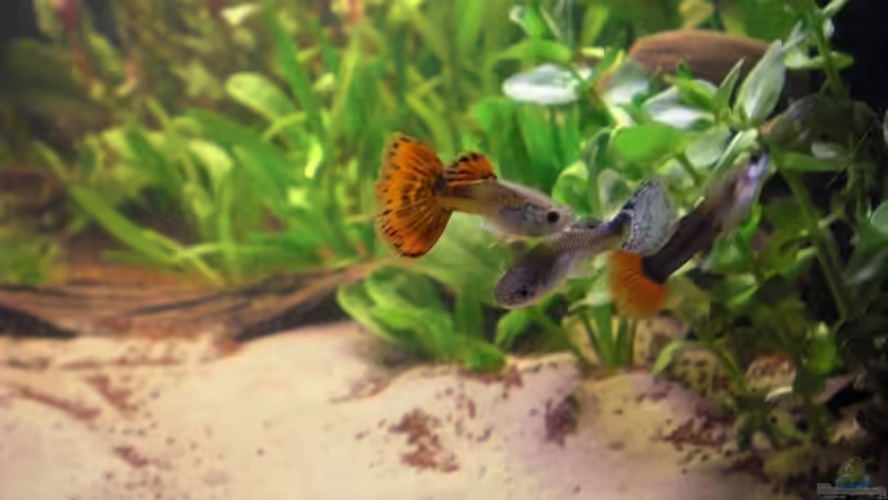 Algenputzerkolone von Misterdaddy (20)