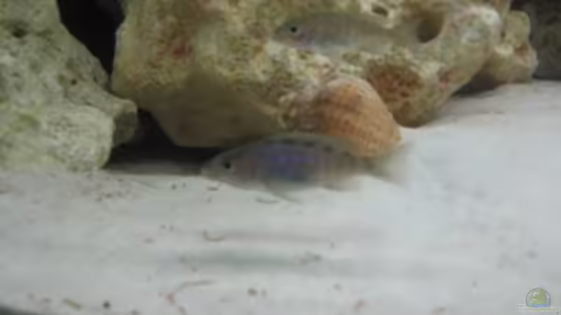 Ali Jungfische von Helmut Loehr (19)