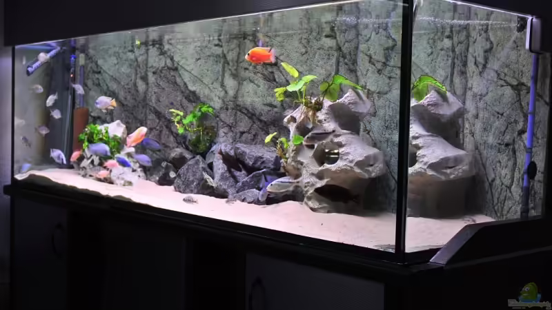 All for one Neu Jan 09 von Lars Schnabel (1)