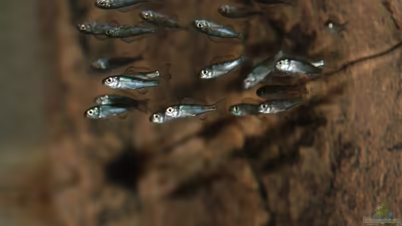 Alle 14 O. ventralis am Abend des Schlüpfens (und bevor sie in der Nacht gefressen von Georg Botz (39)