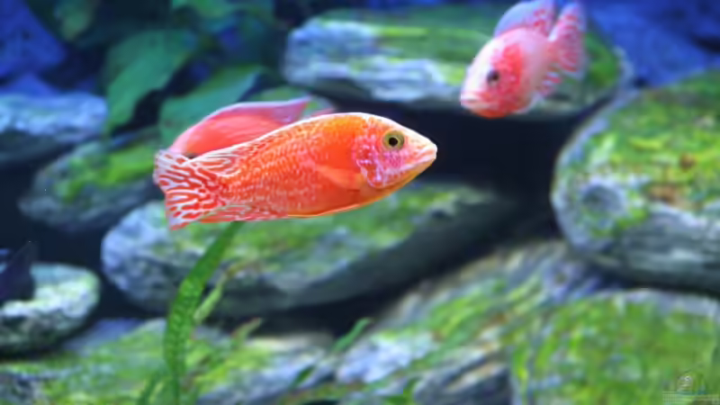 alle 3 FireFish Böcke  von Klaus Fischer (12)