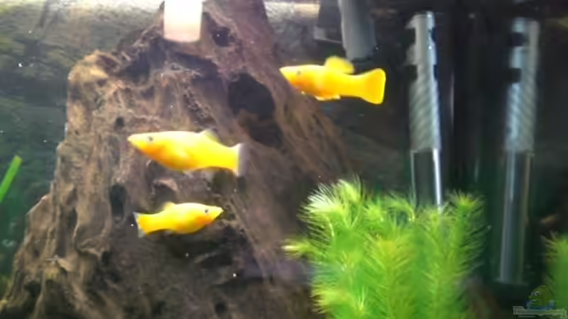 alle 3 Goldmollys zusammen von Dennis und Katha (18)