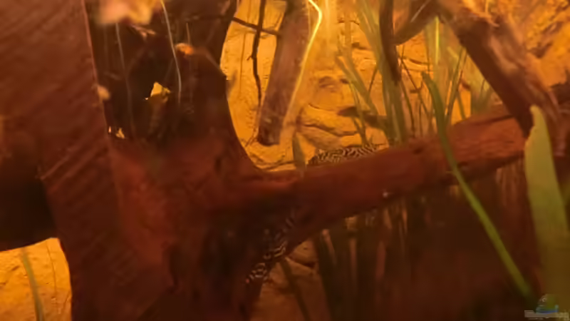 alle 3 L333 von Steven Tumma (59)