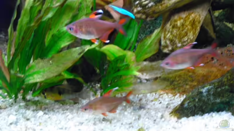 Alle 3 Schmucksalmler und ein Bolivianer von FischfanAQ (21)