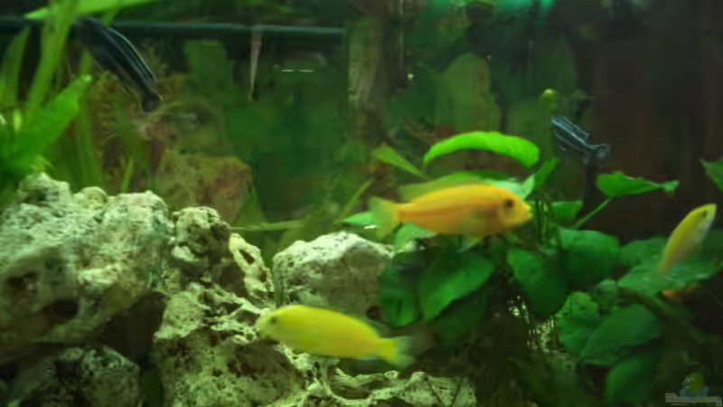 Alle 3 vertragen sich ;-) von Adrian Möker (11)