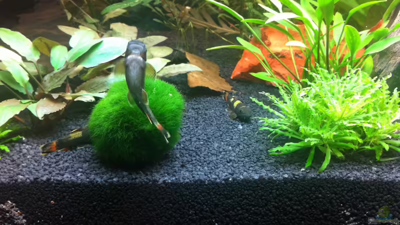 alle 3 von Nastassja&Mario T (22)