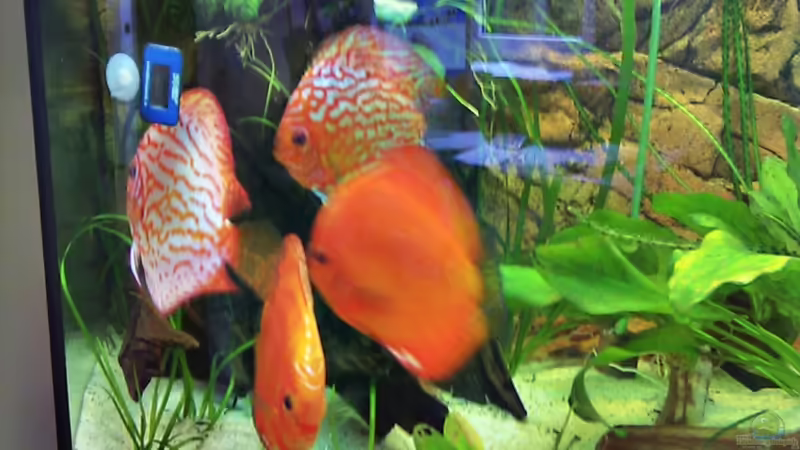 Alle 4 Disken von LockHeed (16)