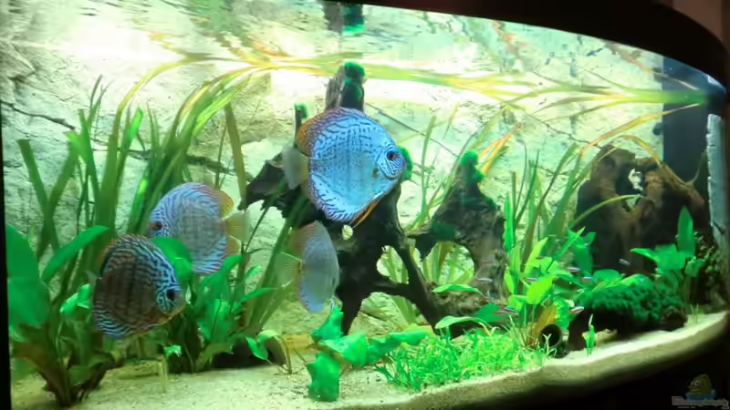 alle 4 zusammen ... von Sirko Fricke (46)