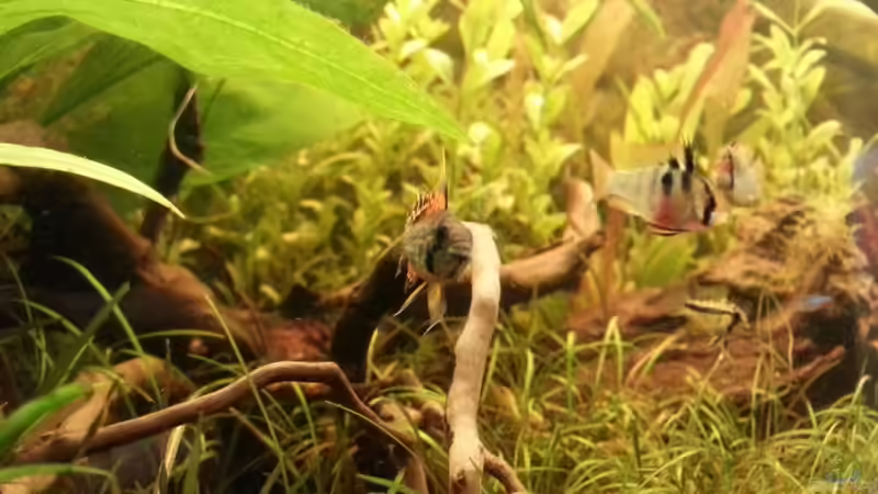 alle 4 zusammen von Shinra (9)