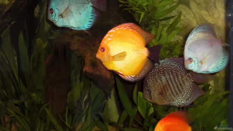 Alle 5 von Amazonasbecken.eu (33)