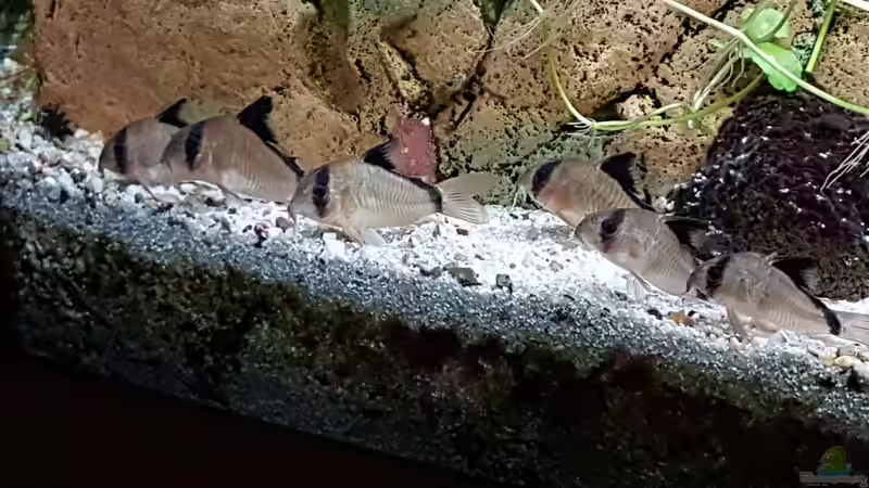 Aquarien mit Corydoras adolfoi (Adolfos Panzerwels)
